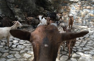 jeep-safari-rethymon-goat