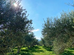 farm cooking class and tour, the family olive groves