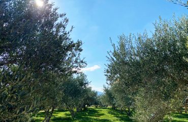 farm-cooking-class-and-tour-olivegroves