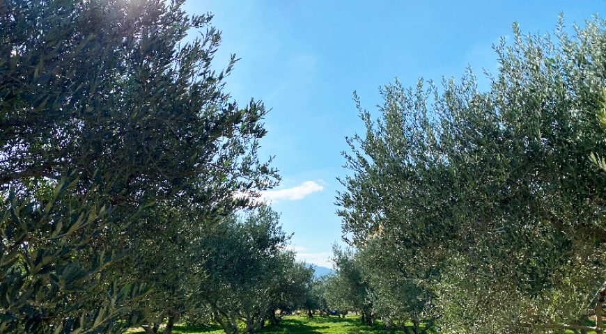 farm-cooking-class-and-tour-olivegroves