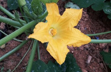 farm-cooking-class-and-tour-veggiegarden