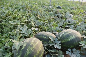 arm food tour & live cheese making demonstration, watermelon garden