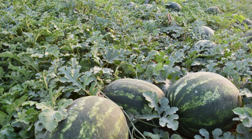 food-tour-garden-