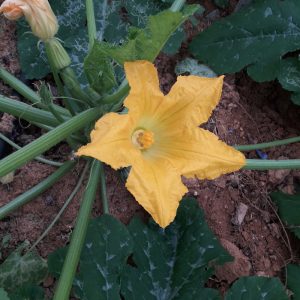 arm food tour & live cheese making demonstration, veggies garden