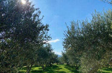 food-tour-olive-groves