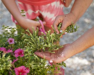 chania cooking lesson, picking aromatic herbs from the garden