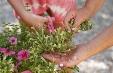 picking-fresh-herbs