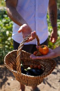 sourdough bread class, veggie harvesting