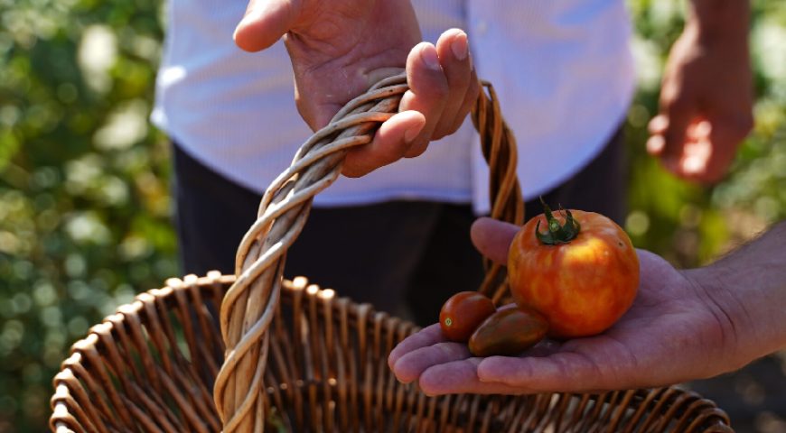 veggie-harvesting