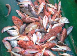 semi-private-fishing-trip-nice-catch