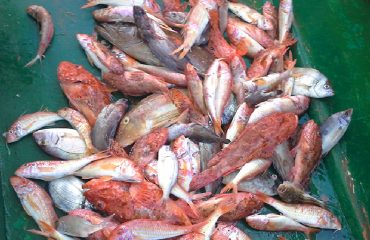 semi-private-fishing--trip-nice-catch