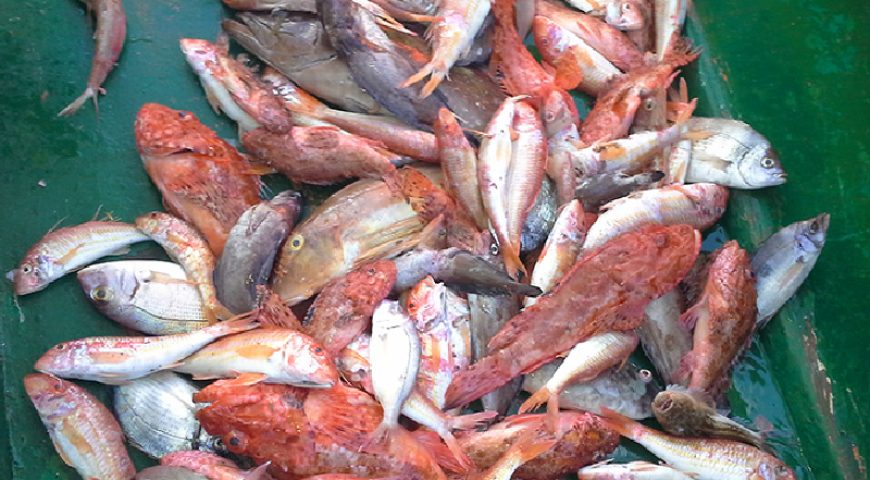semi-private-fishing--trip-nice-catch